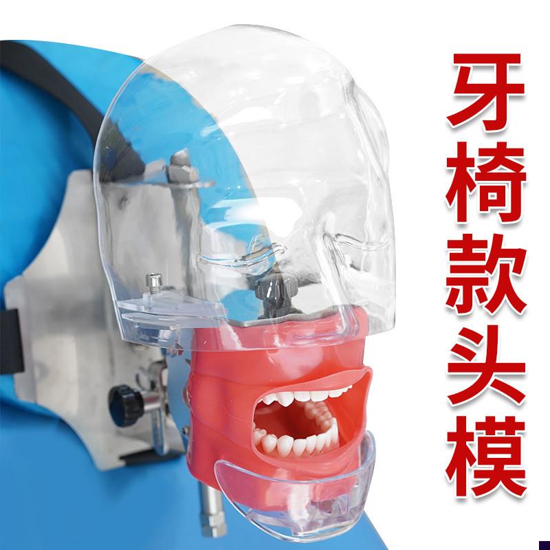 口腔头模仿真头h颅牙科材料备牙模型简易练习牙模离体牙根管树脂