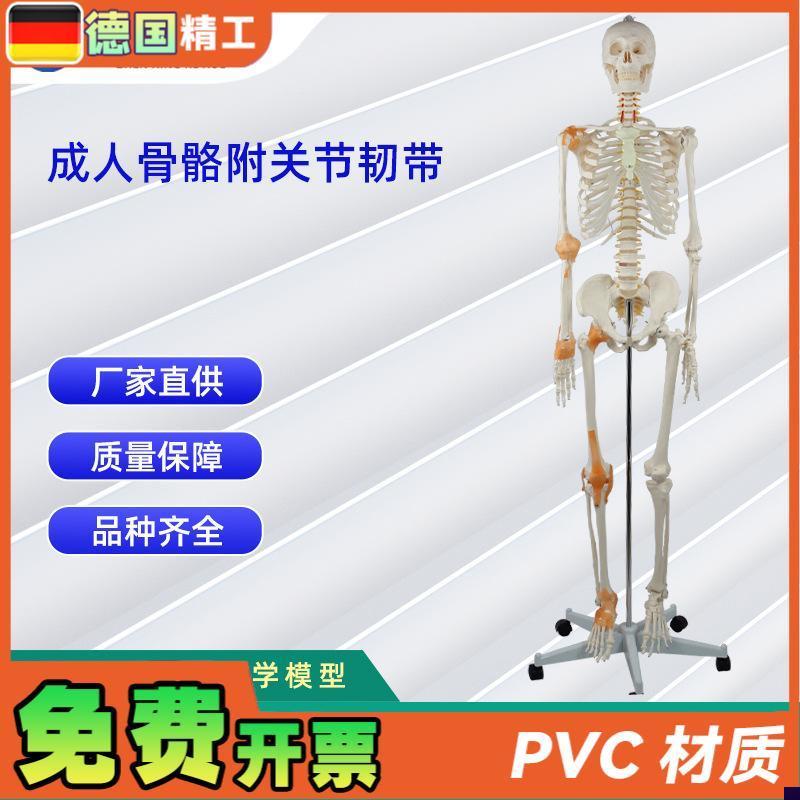 成人骨骼附关节k韧带模型医学教学器材实验演示模型