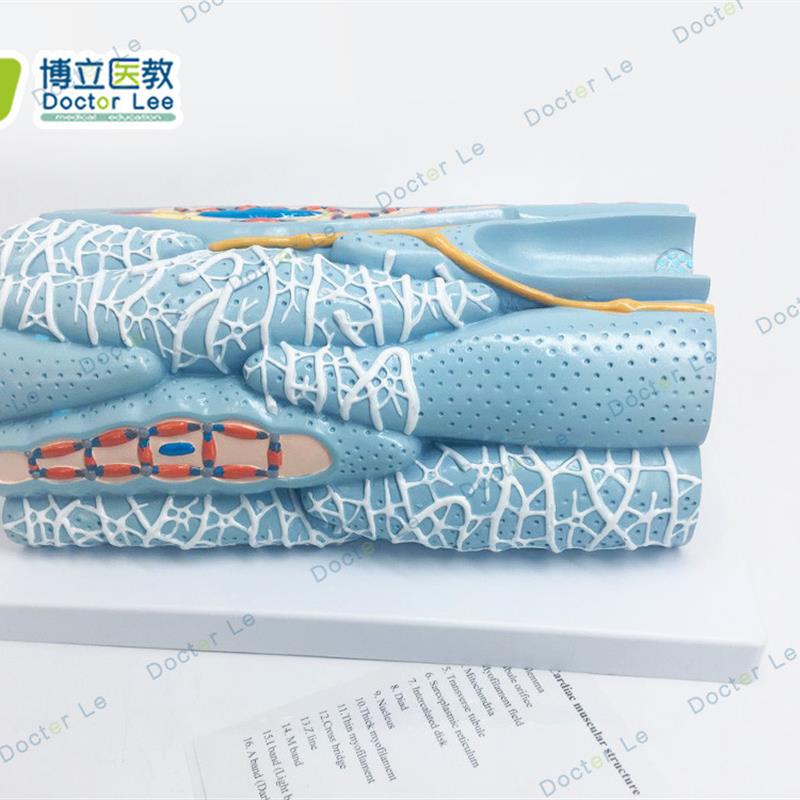 心肌组织模型心肌细胞心肌工程微观模型心脏模型解Z剖放大模型