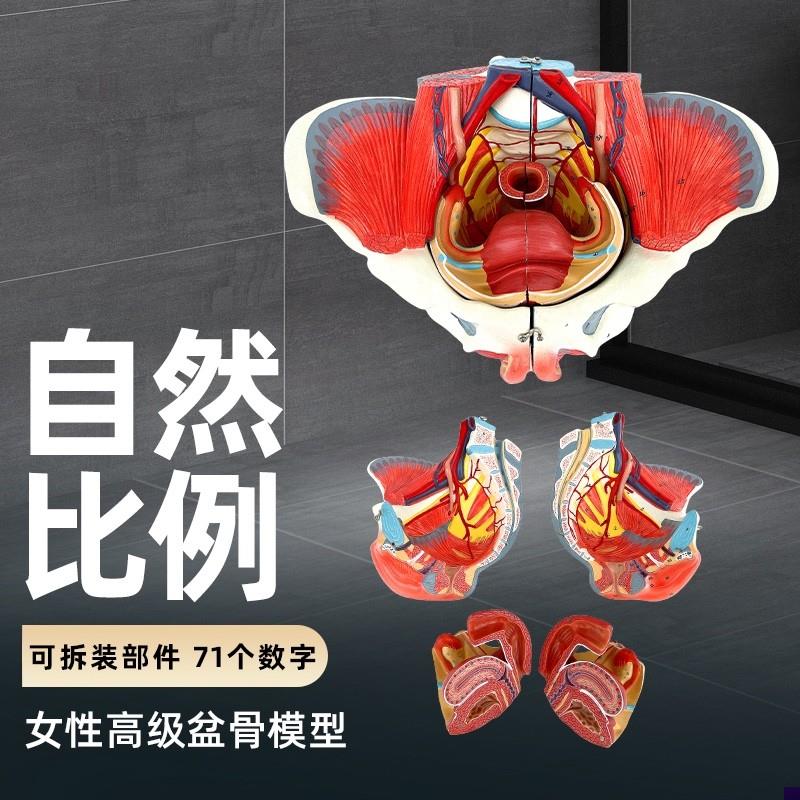 女性骨盆模型盆底肌带q生殖器血管神经肌肉子宫人体解剖教学医学