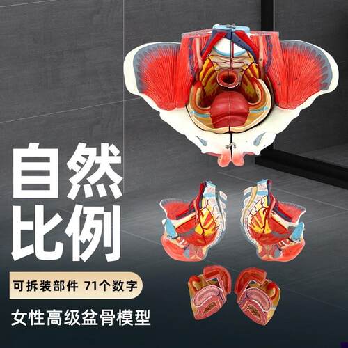 女性骨盆模型盆底肌带q生殖器血管神经肌肉子宫人体解剖教学医学