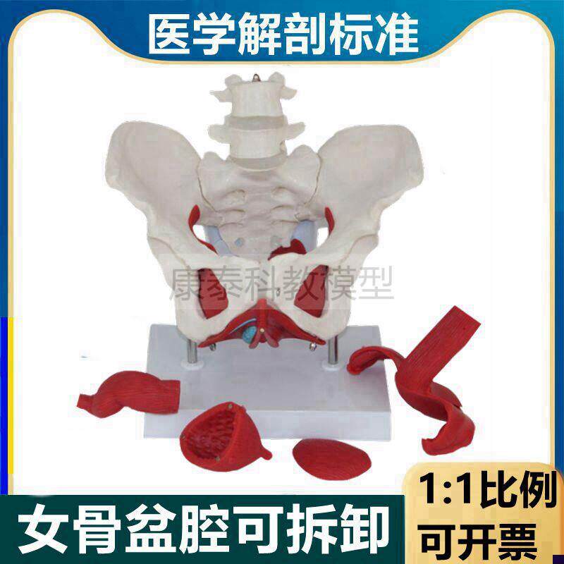 盆底肌模型女骨盆内m脏生殖泌尿器官可拆卸月嫂家政产康修复培训