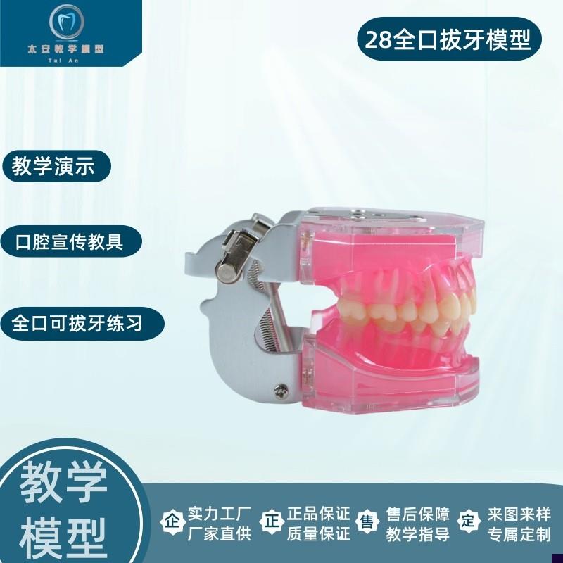 练习全口可拔f牙模型离体牙可拆卸软牙龈牙科口腔教学演示仿真牙