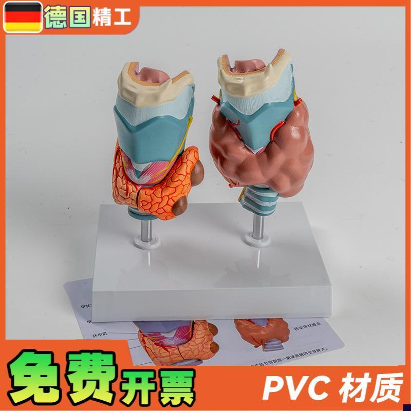 德国】人体病理甲状腺模型甲亢甲低E内分泌系统医学解剖甲状腺喉