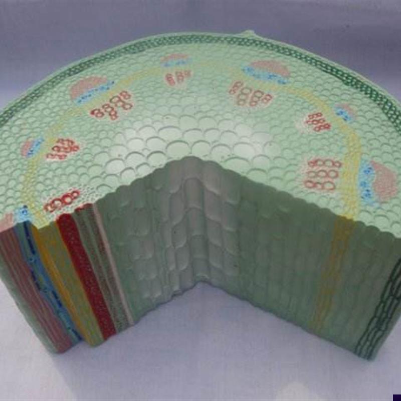 双子叶子植物茎m模型生物解剖放大教学用模具标本