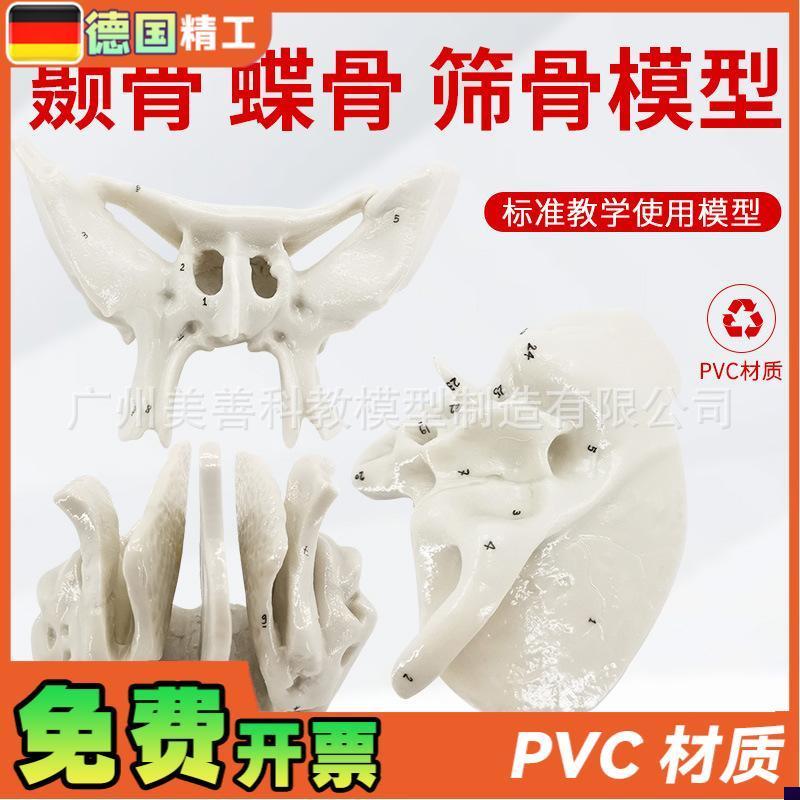 颞骨蝶骨筛骨放大骨骼模型人体骨骼解I剖模型骨科医学骨骼教具
