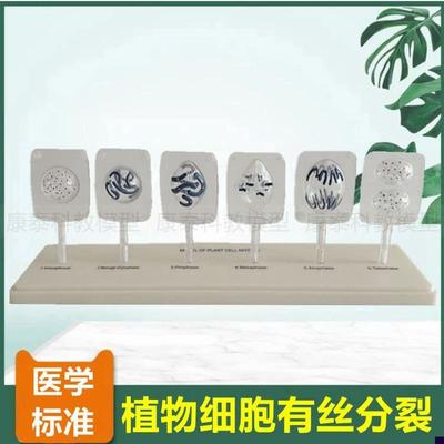 植物细胞有丝分裂模型q初中高中生物课实验器材动物细胞减数分裂