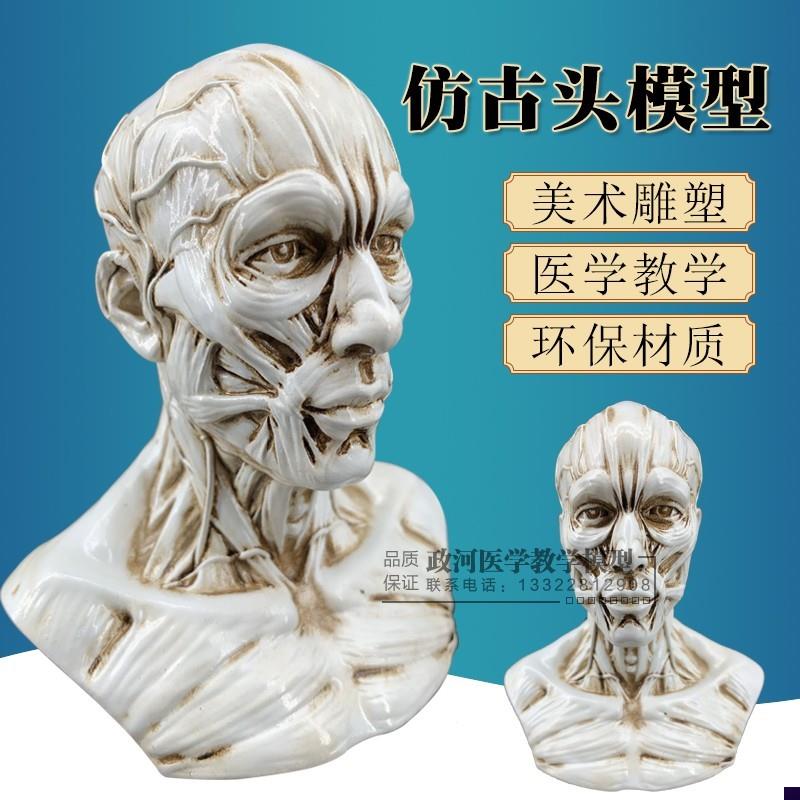 艺用人体肌肉骨骼头雕骷髅头绘画参考头骨解N剖胸像模型美术半身