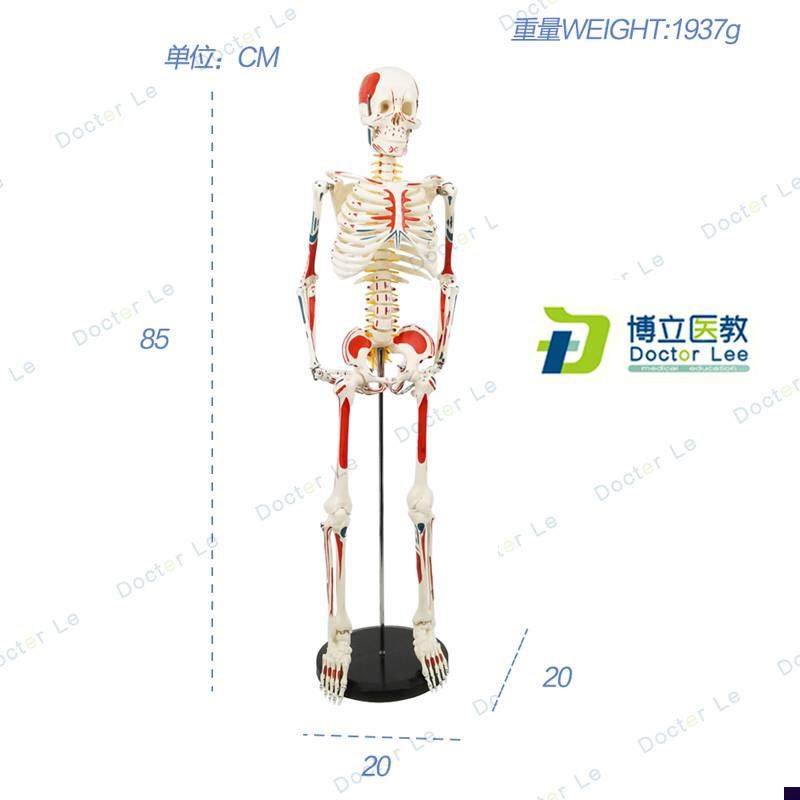 85CM人体骨骼模型神经肌肉起止骨架瑜伽教学脊柱用X骨架人体模型