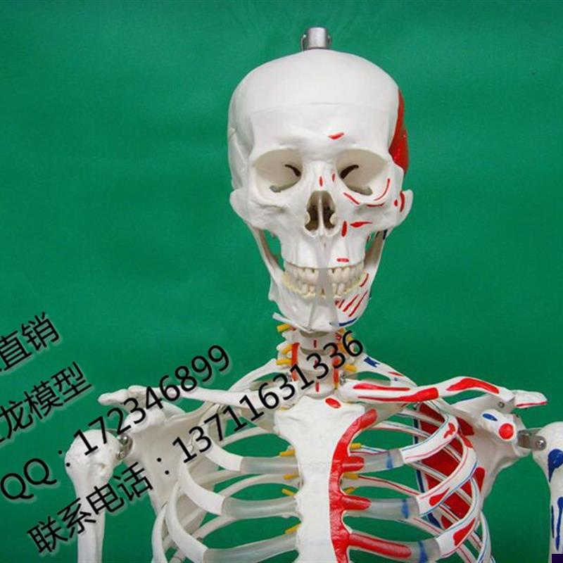 厂家直销医学教学170CM人体骨骼标本模L型附肌肉起止点骨架模型