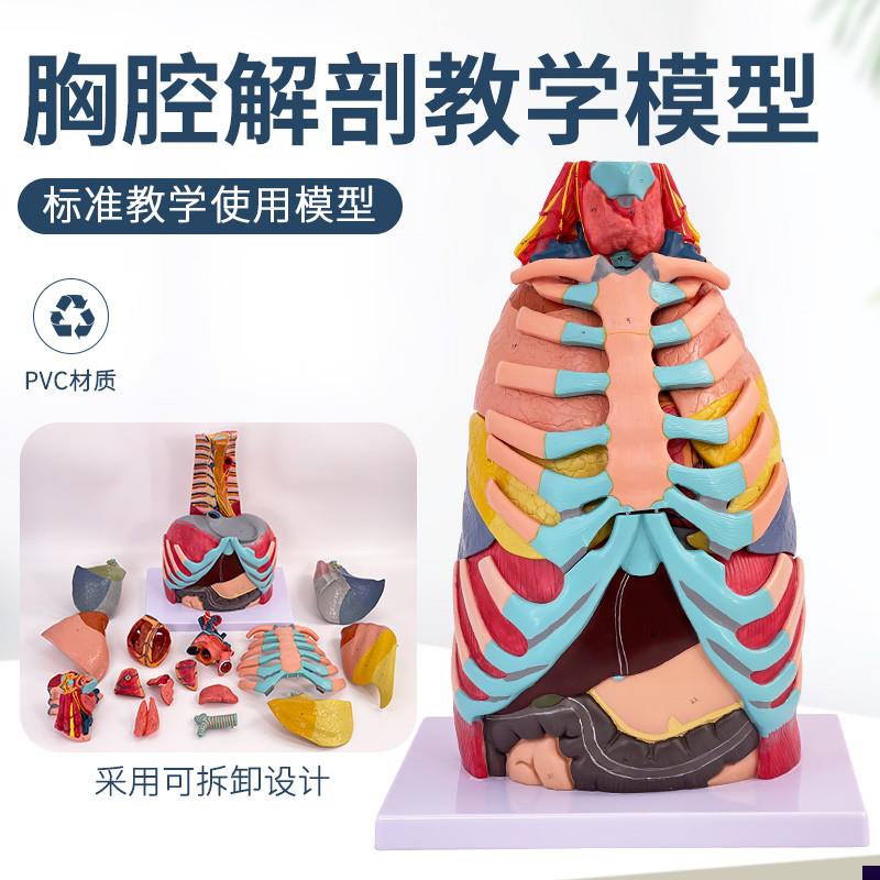 人体胸腔附内脏解剖模型心x脏肝肺呼吸系统模型呼吸科医学教具