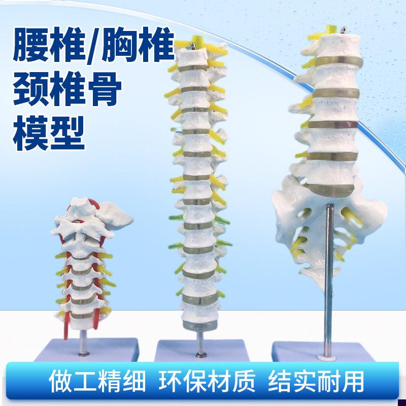 1比1脊柱模型人体骨q骼模型颈椎骨血管胸椎神经腰椎间盘教学模型