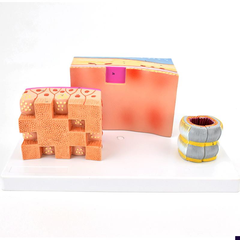 ENOVO颐诺气管解剖结s构模型气管壁喉解剖医学音乐教学喉软骨模型