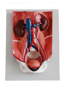 泌尿系统模型人体医学泌y尿系统解剖标本教学培训专用