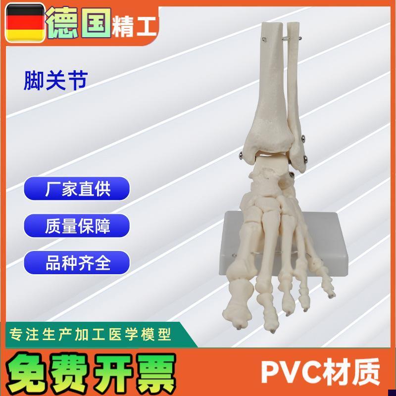 脚骨关节模型人体骨骼模型工X厂直营加工