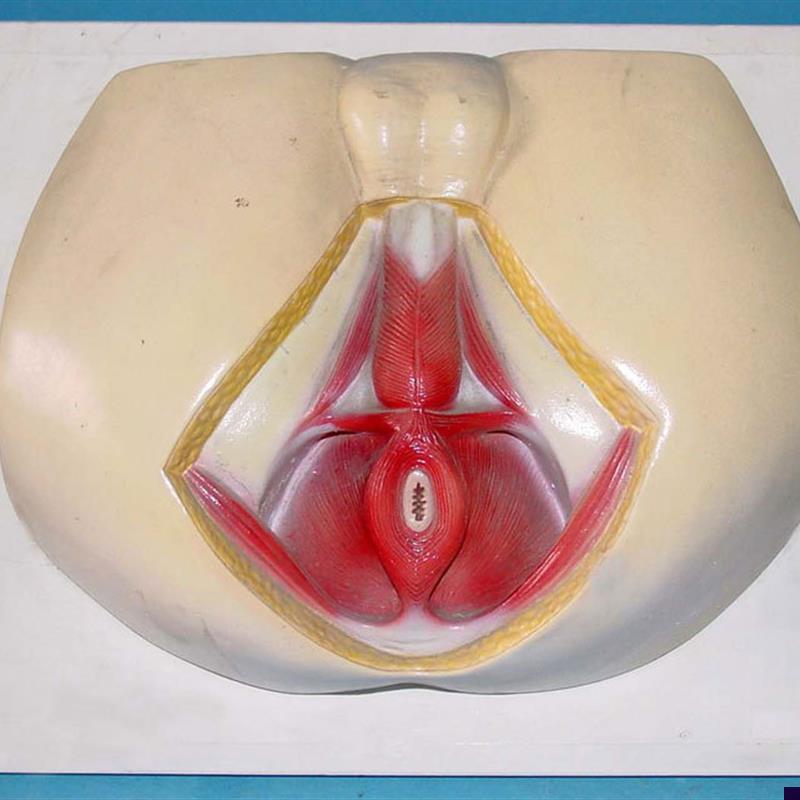 男性会阴a模型尿生殖三角肛门生殖系统模型外阴