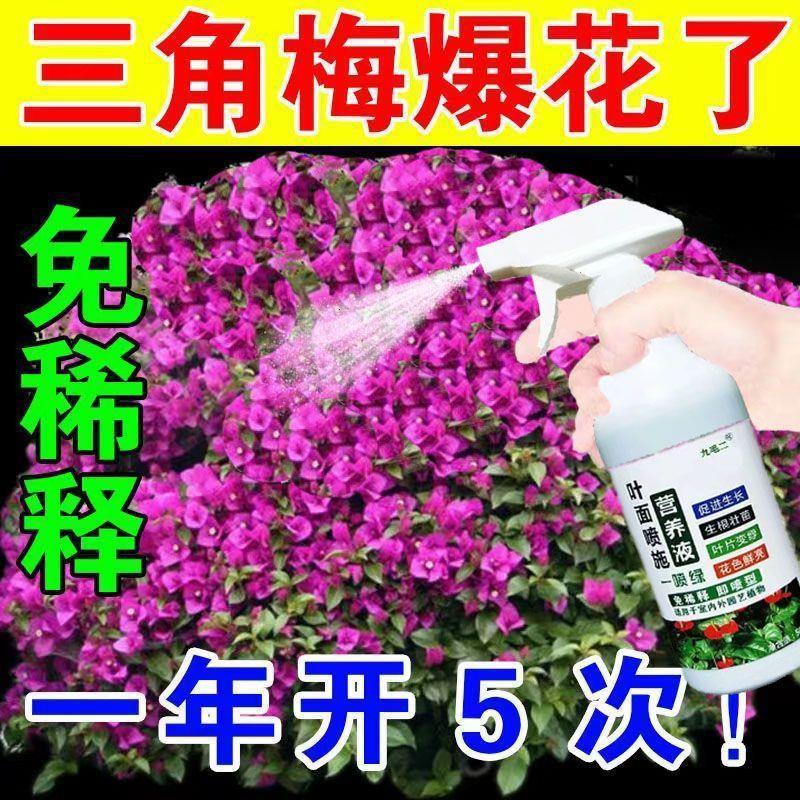 三角梅专用肥开花肥料家