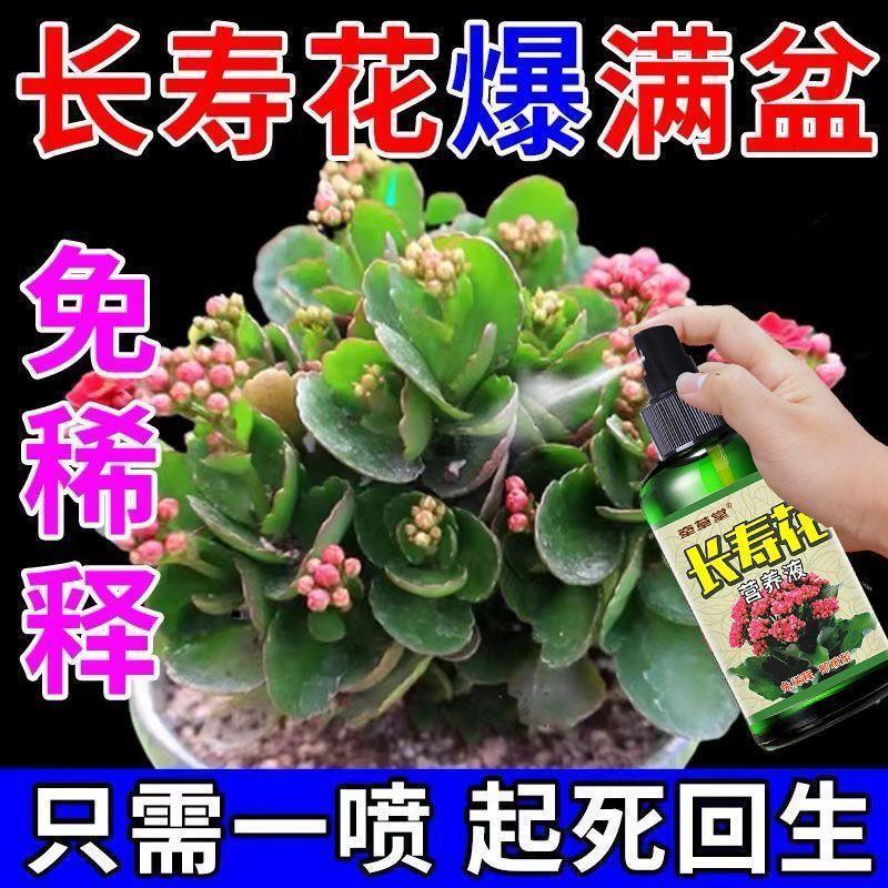 长寿花专用营养液四季催