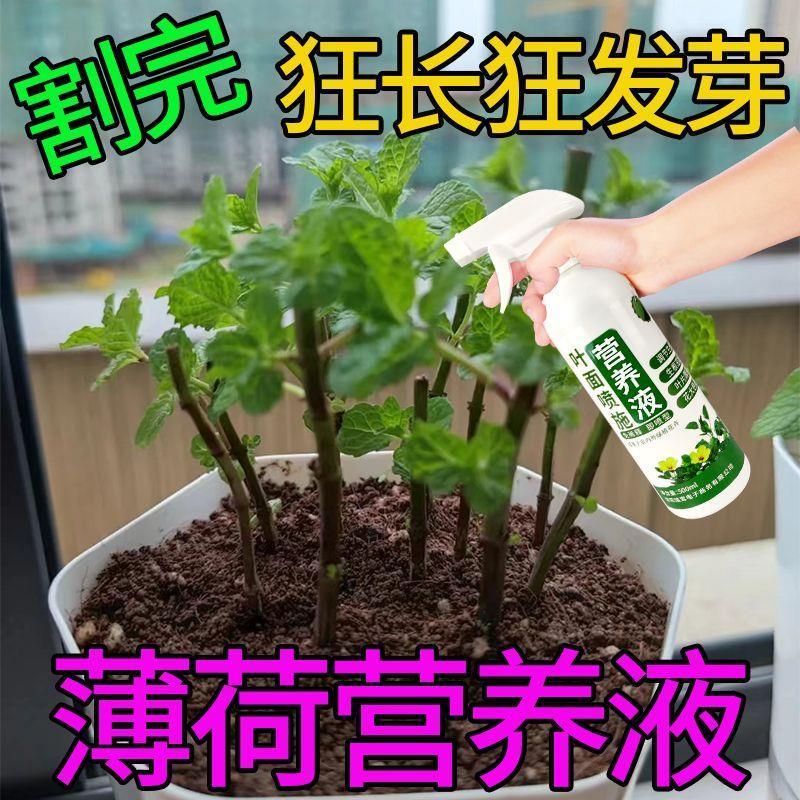 【狂割狂长狂发芽】薄荷营养液薄荷肥料薄荷专用营养液薄荷专用肥