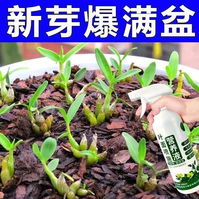 花草营养液通用石斛专用营养液防黄叶促开花催发芽石斛兰快速生根