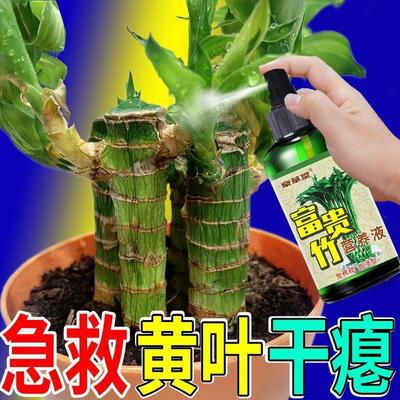 【一喷绿】富贵竹专用营养液转运观音竹子水培土培家用植物养花肥