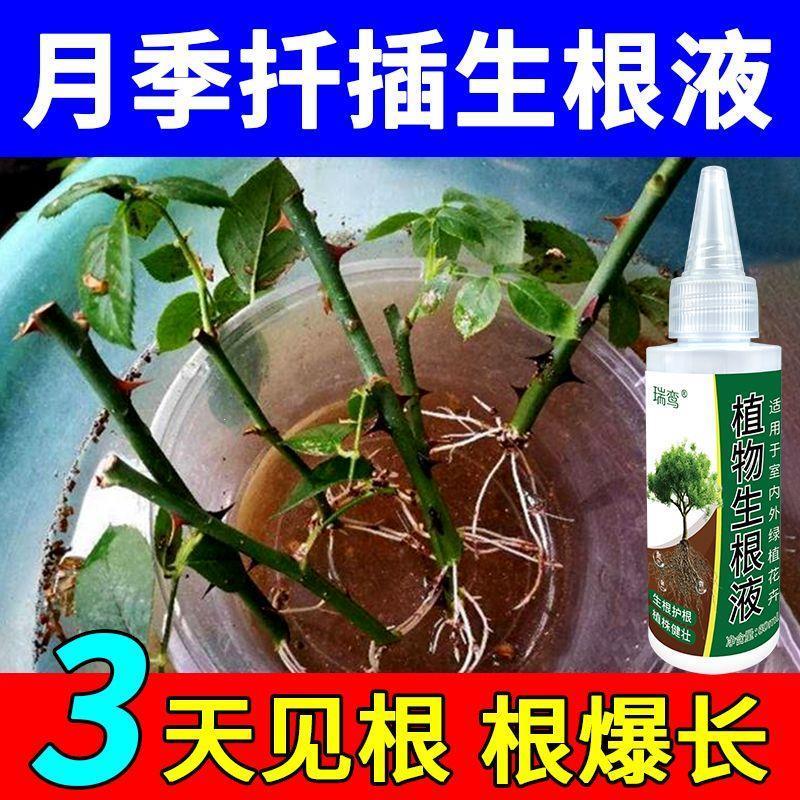 【扦插神器】月季玫瑰专
