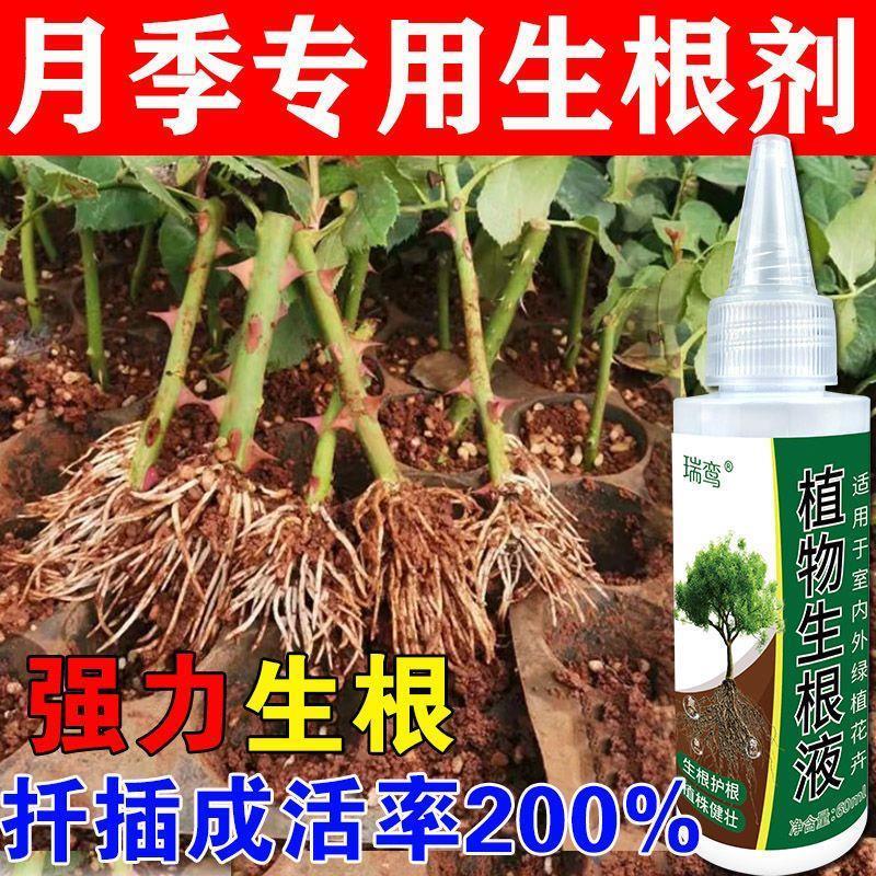 【扦插神器】月季专用生