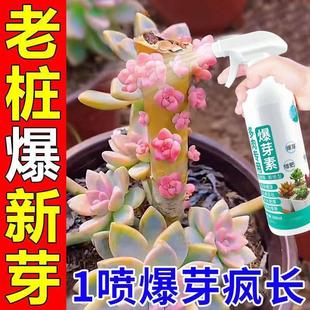 营养液养花专用通用法师专用爆芽素多肉营养液促芽喜酸植物营养液