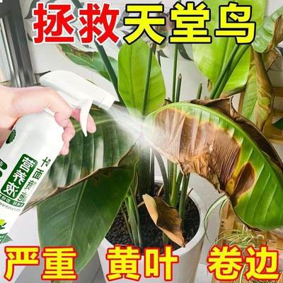 适合各种花的营养液天堂鸟营养液家用免稀释喷叶花肥料花叶面喷施