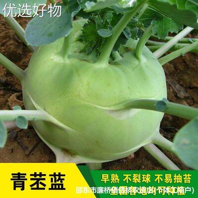 Complete List of Qingpi Seeds, Kelp Head Vegetables, Fruits