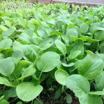 New Chicken Hair Vegetable Seeds for Four Seasons Sowing -