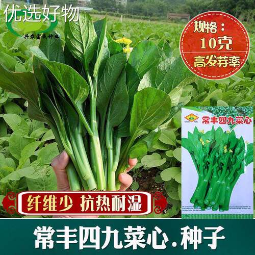 Four Seasons Guangdong Cabbage Seeds Complete Collection of