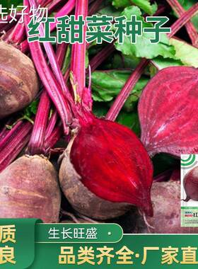 Red Beet Seeds Purple Beet Head Spring and Autumn Beet Seed