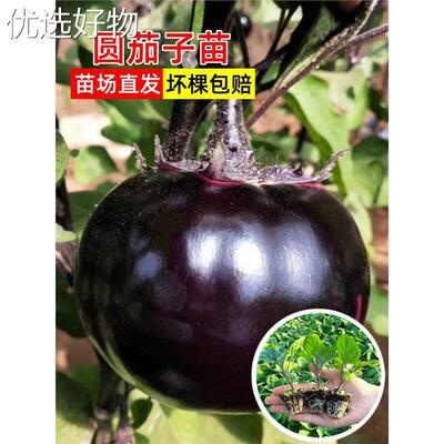 Purple Black Round Eggplant Seedlings with Soil Four Season
