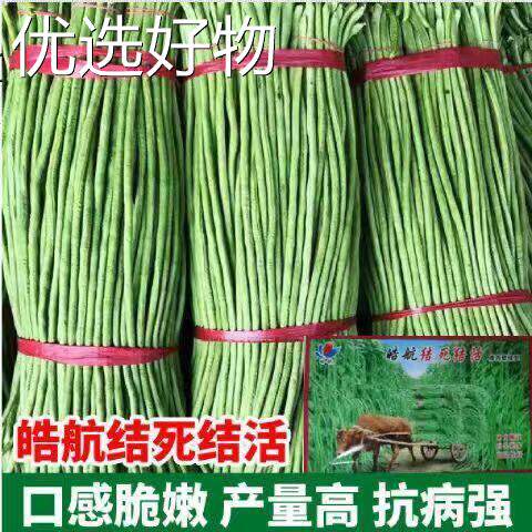 Full List of Long Green Pioneer Beans, Green Beans, and Ori