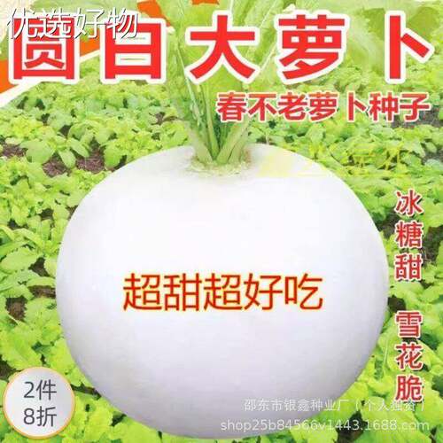 Spring Never Grows Radish Seeds Round White Radish Seeds Bi