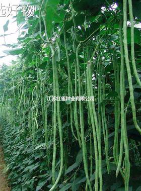 High yield cowpea seeds, extra long four season beans, spri