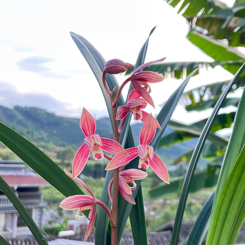 云南自然种植好养浓香秋榜兰花