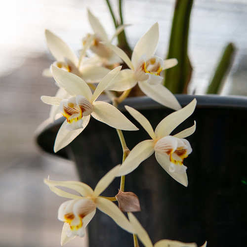 浓香贝母兰懒人室内花卉特别好养