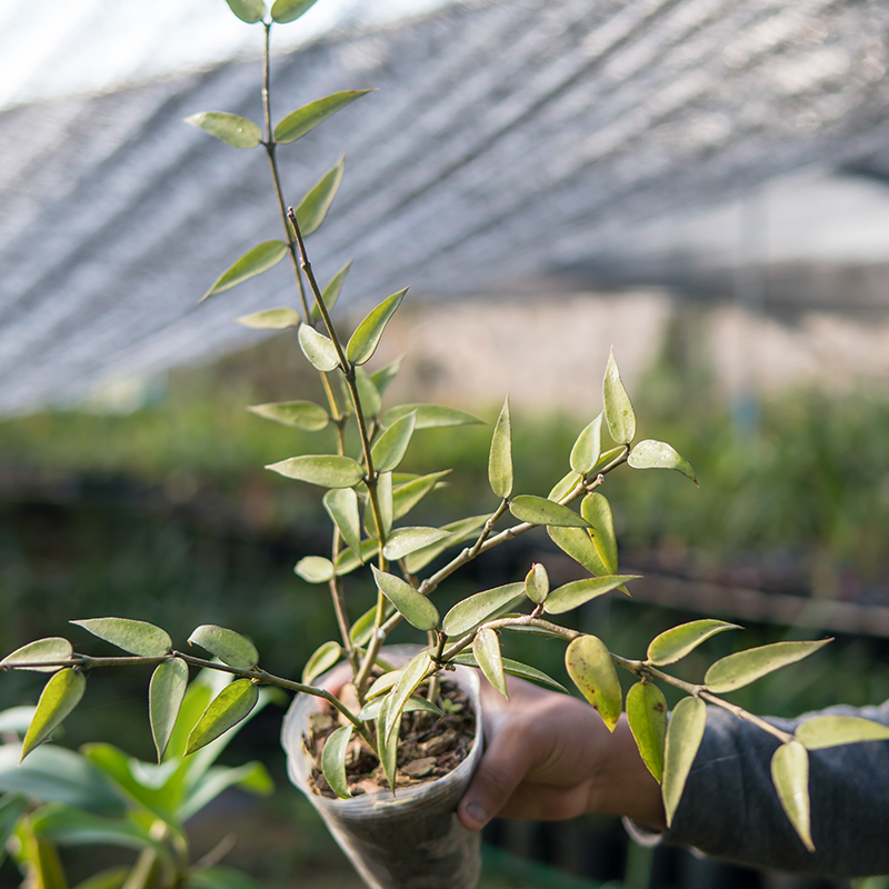 匠人花圃缅甸球兰盆栽绿植花卉吊兰爬藤常绿室内外浓香型垂感植物