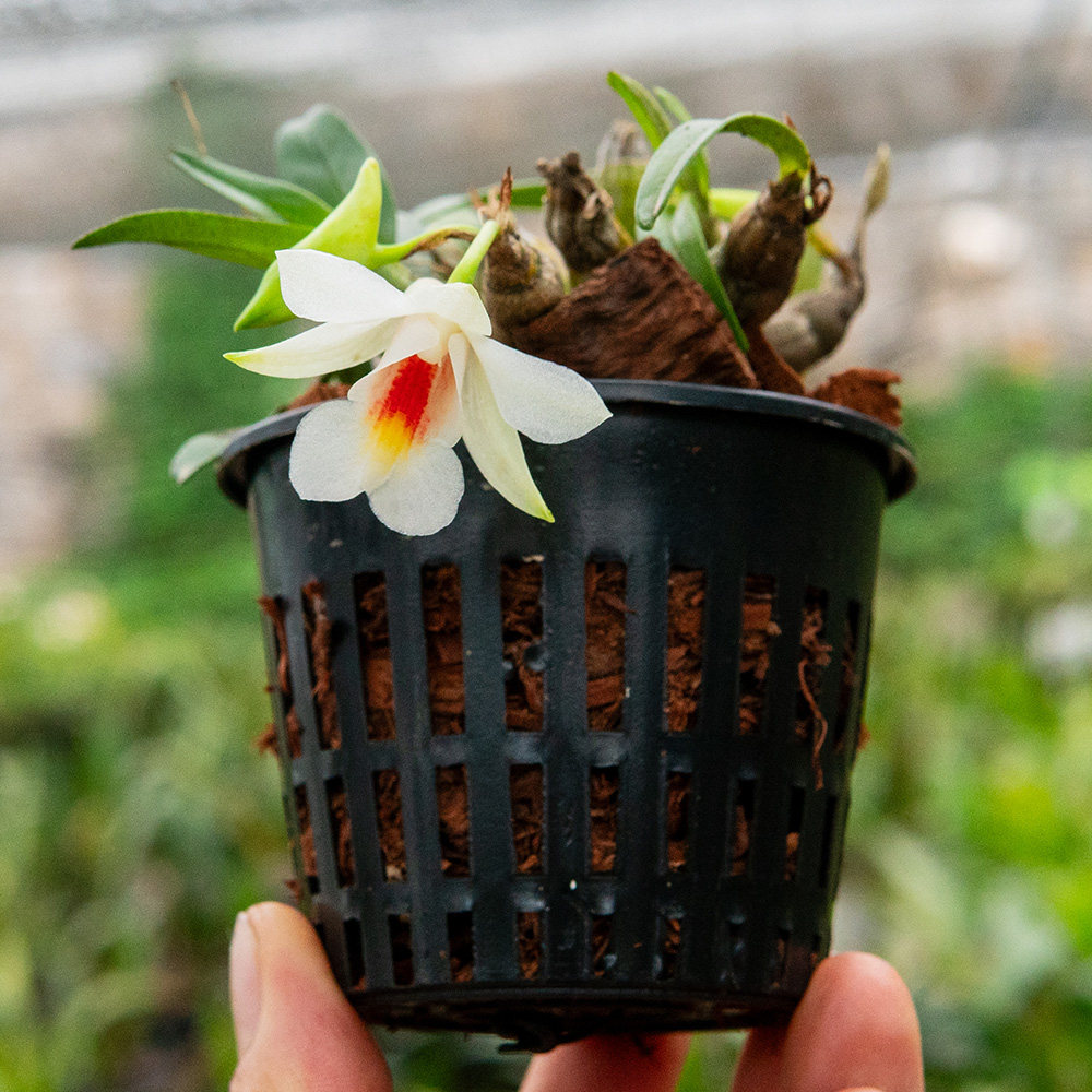 匠人花圃喉红石斛夏季开花小巧桌面好养植物盆栽矮石斛有香雨林缸