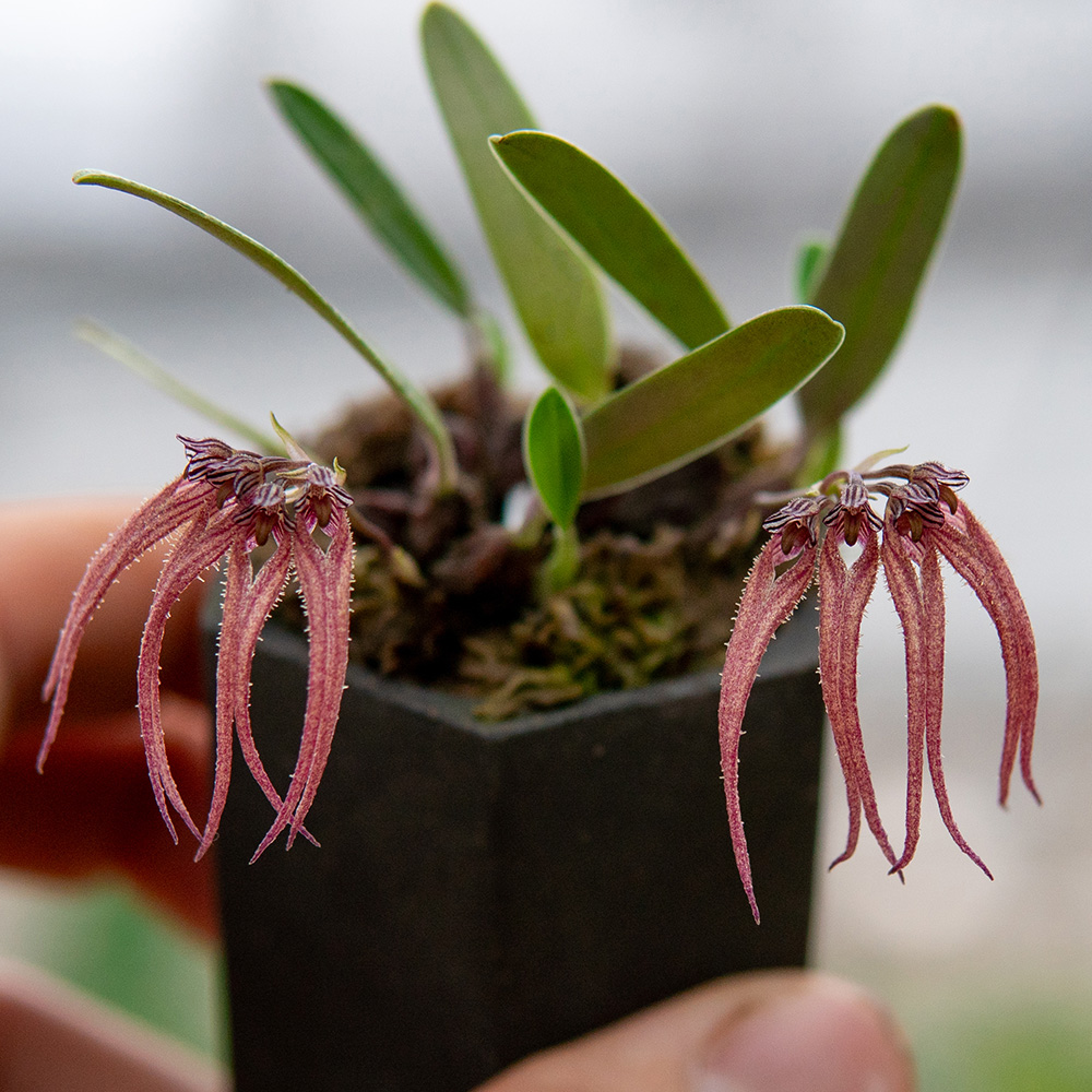 匠人花圃石豆兰原泰国卷瓣兰小巧精致红色匠人花圃雨林缸植物附生