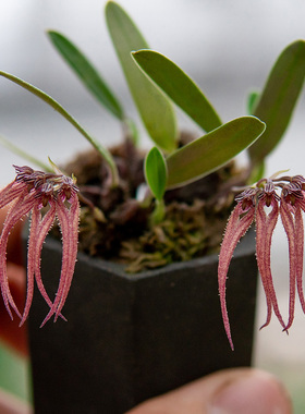 匠人花圃石豆兰原泰国卷瓣兰小巧精致红色匠人花圃雨林缸植物附生