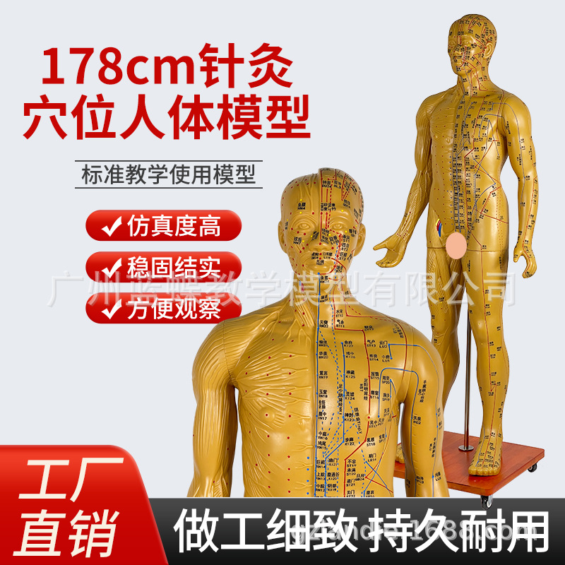 170 178CM针灸穴位人体经络模型人中医按摩全身铜人皮人络通图