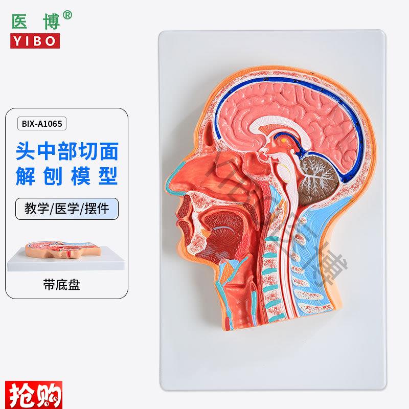 医博BIX-A1065人H体头部切面展示模型