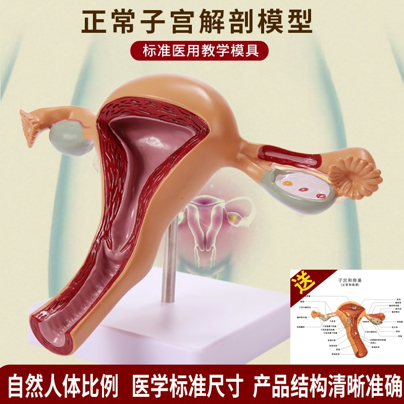 人体子宫附件模型女性医学生殖器卵巢阴道L病理病变结构解剖教学