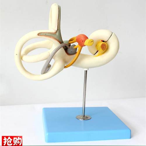 ENOVO颐诺人体内耳迷路v半规管放大模型听觉系统耳鼻喉科五官神经