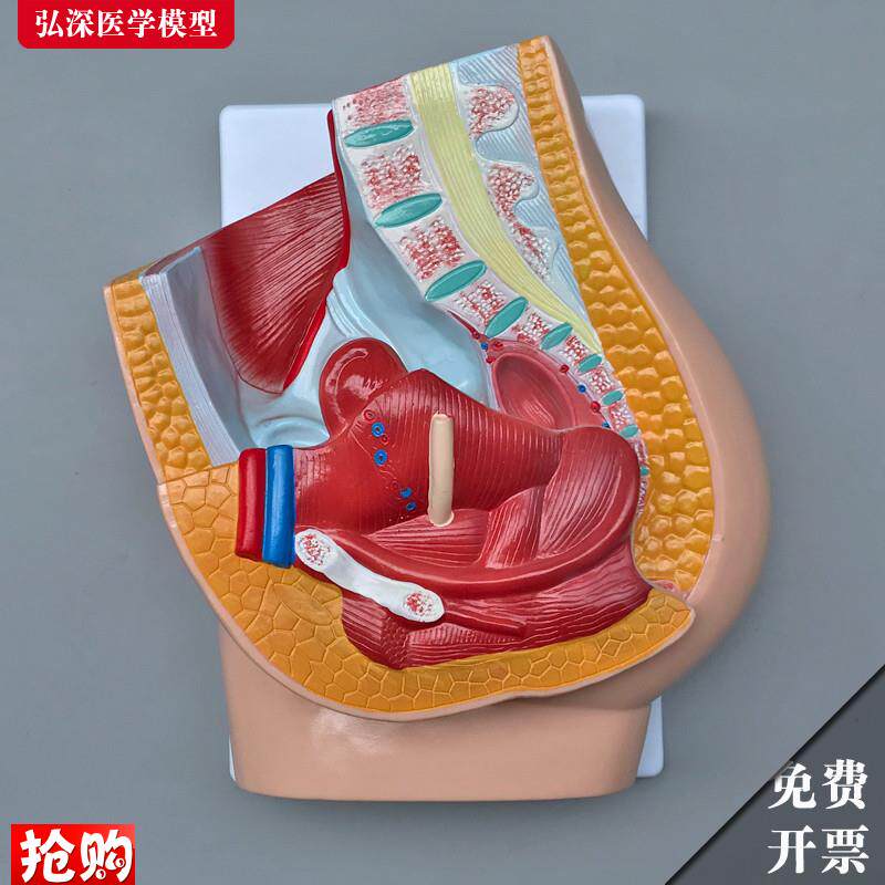 女性生殖系统模型人体腹部盆腔矢状切面解剖O医学教学模具妇产教