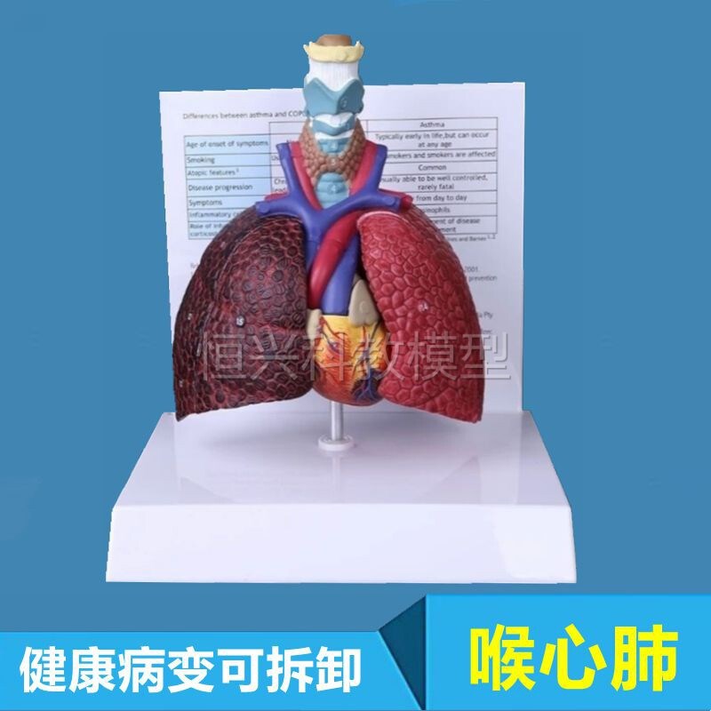 人体呼吸系统模型喉咙o气管心脏肺可拆卸胸腔内脏医用教具心肺结