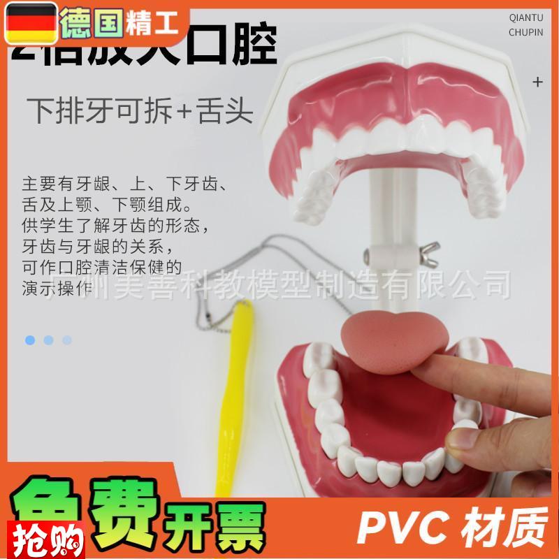 牙保健模型2倍口腔护理刷牙指导教学仪L器牙列牙齿儿童刷牙教具